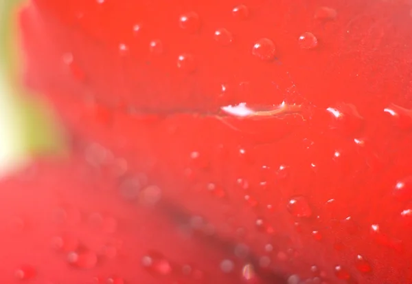 Feuchtes rotes Blütenblatt — Stockfoto
