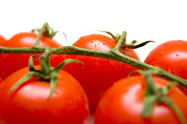 Tomates sur la branche verte — Photo