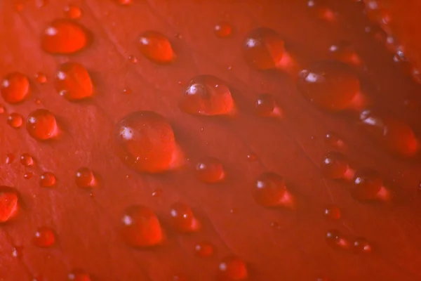 Мокрый красный лепесток — стоковое фото