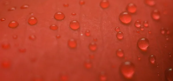 Pétala vermelha molhada — Fotografia de Stock