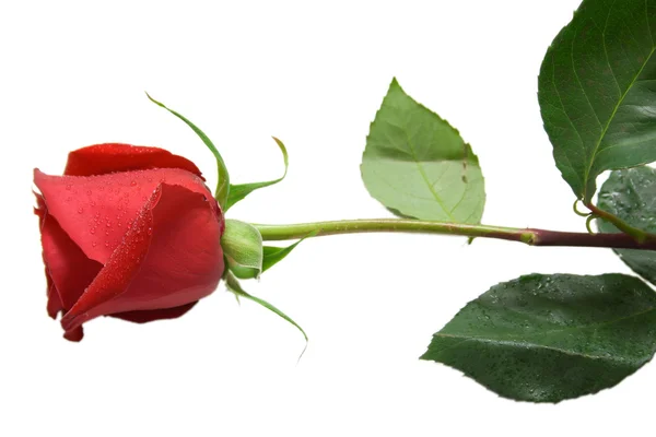 Mokre czerwona róża — Zdjęcie stockowe