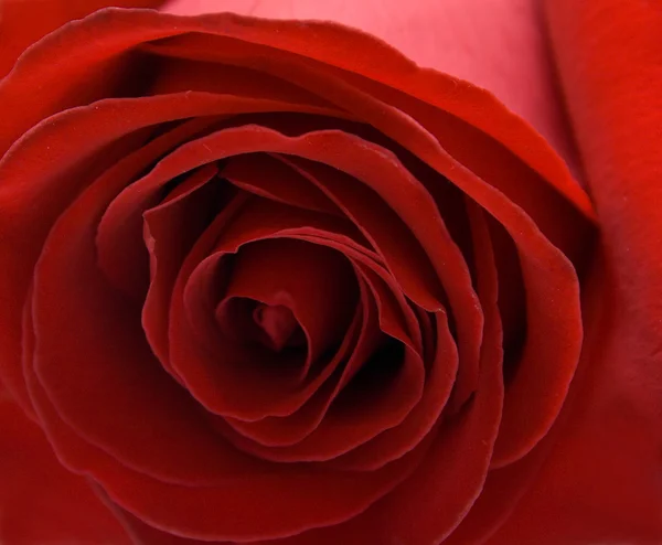 Fond rose rouge — Photo