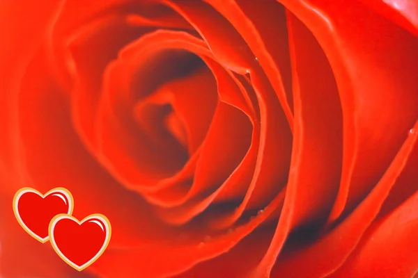 Hearts on red rose — Stock Photo, Image
