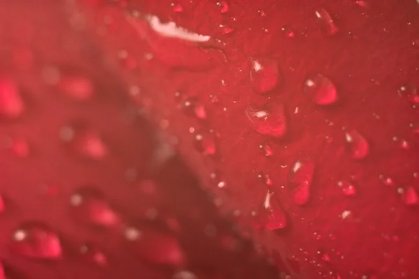 Petalo rosso bagnato — Foto Stock