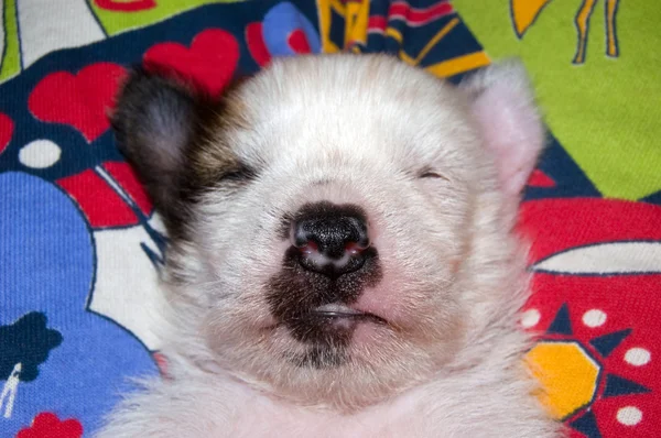 Скользкий белый щенок — стоковое фото