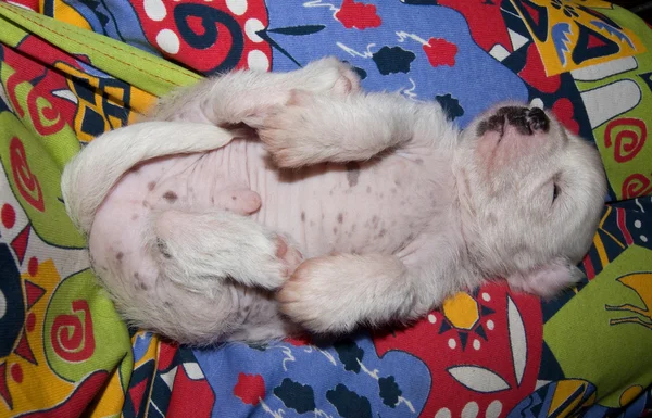 年轻的斑点小狗 — 图库照片