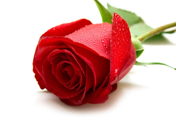 Nedves vörös rózsa — Stock Fotó