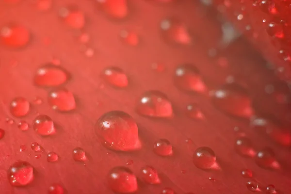 Мокрый красный лепесток 2 — стоковое фото