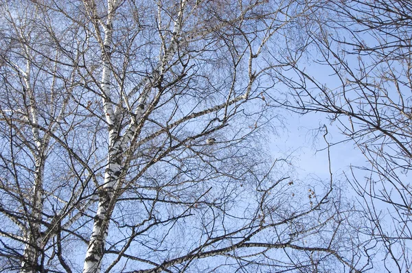 Branches of birch — Stock Photo, Image