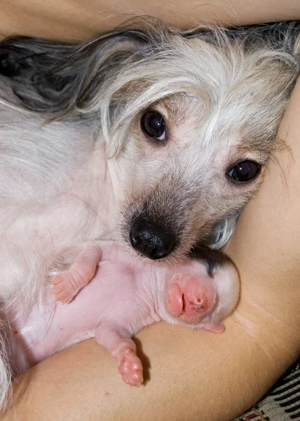 Cãozinho recém-nascido e sua mãe — Fotografia de Stock