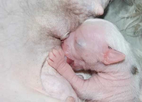 Cachorro recién nacido — Foto de Stock