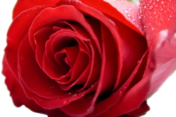 Feuchte rote Rose — Stockfoto