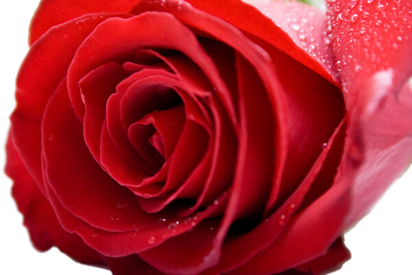 Wet red rose. Closeup