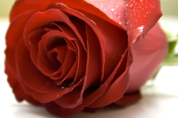 Rosa rossa bagnata — Foto Stock