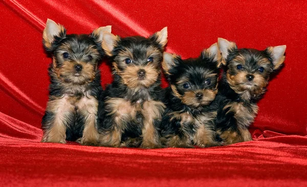 Cuatro cachorritos — Foto de Stock