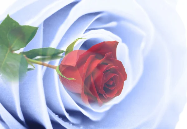Modré a červené růže — Stock fotografie