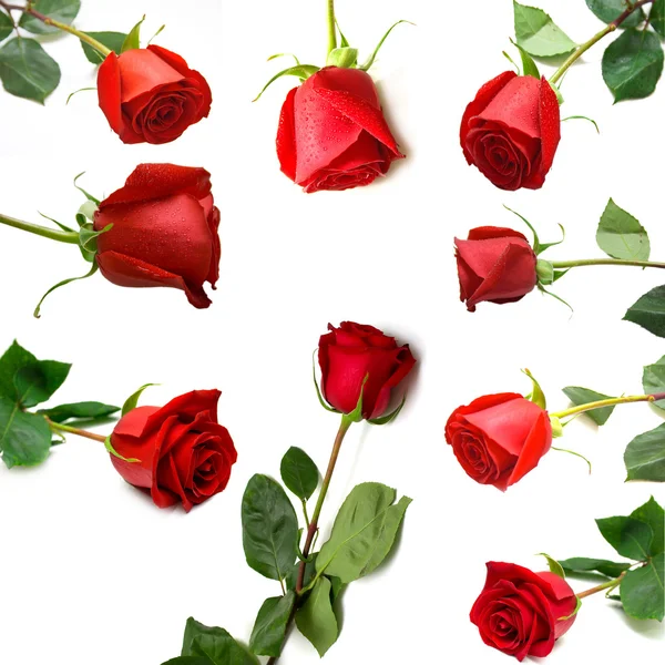 Rode rozen 2 — Stockfoto