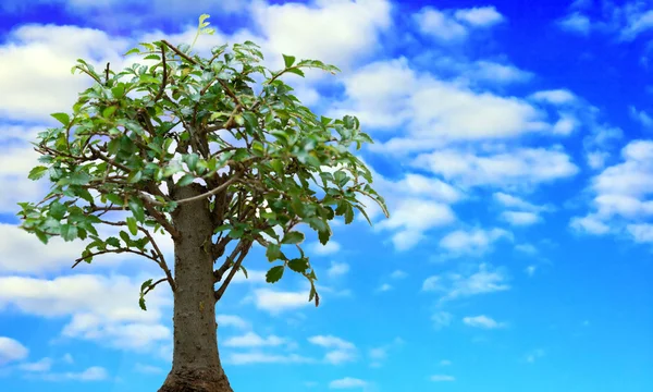 Baum gegen Sommerhimmel — Stockfoto