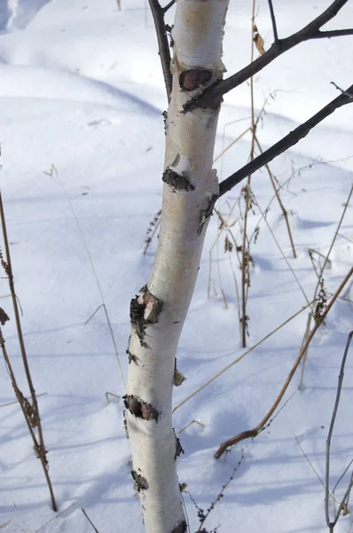Betulla contro neve — Foto Stock