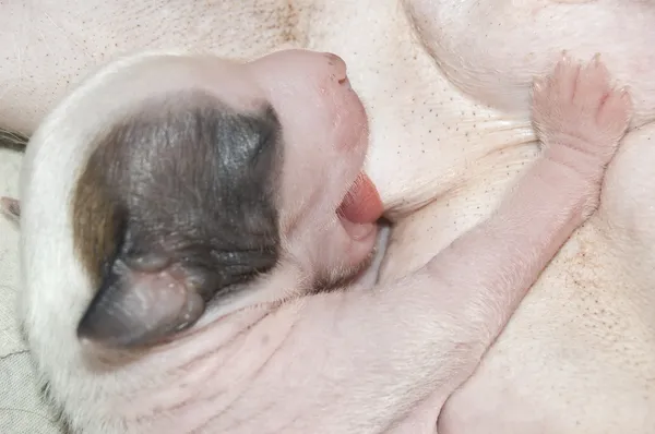 新出生的小狗 — 图库照片
