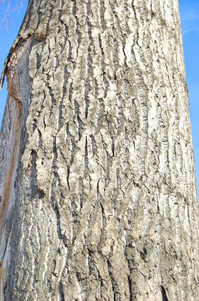 Φλοιό του δέντρου — Φωτογραφία Αρχείου