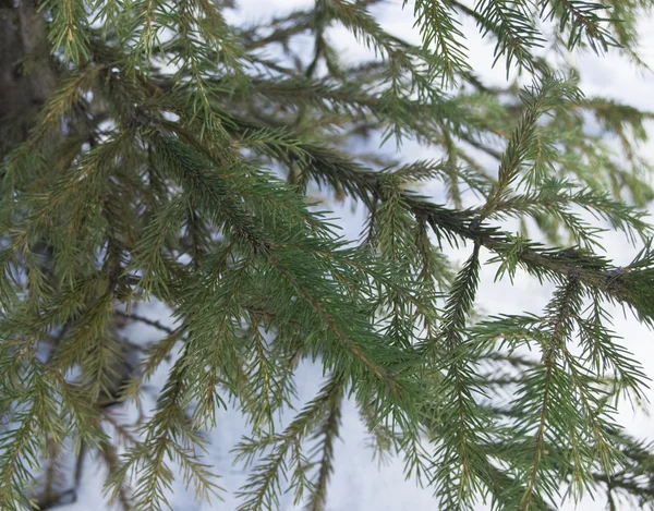 Genç bir kürk ağacının dalları — Stok fotoğraf
