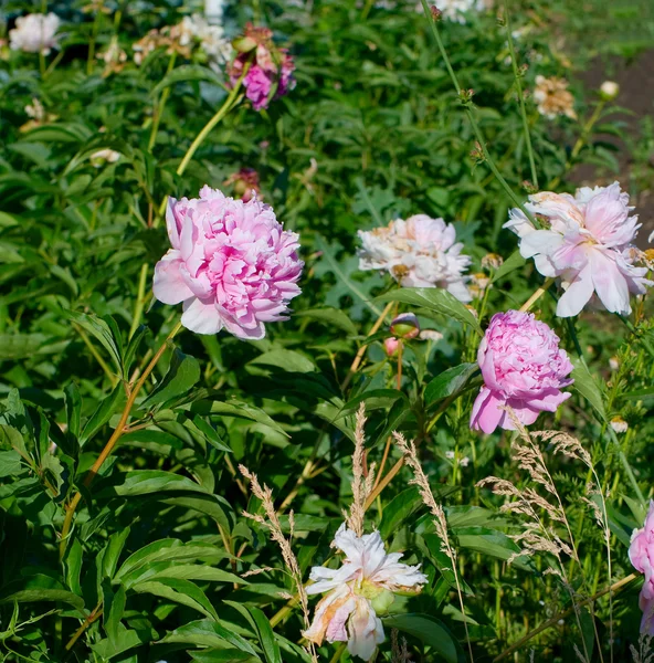 Flores de peonía rosa — Foto de Stock