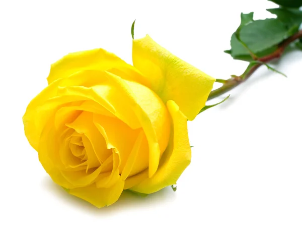 Желтая роза с зелеными листьями — стоковое фото