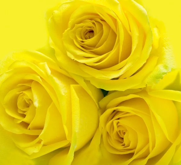 Rose gialle su giallo — Foto Stock