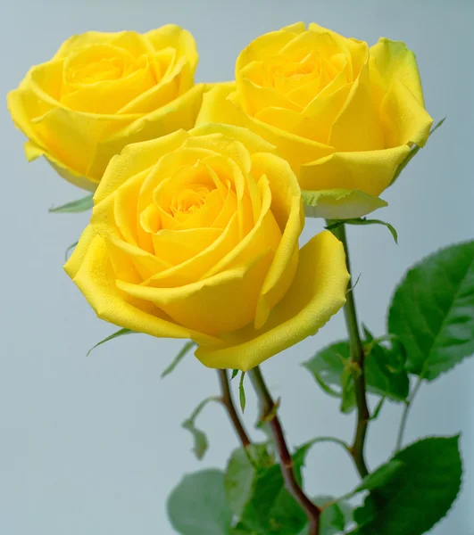 Gelbe Rosen auf Grau — Stockfoto
