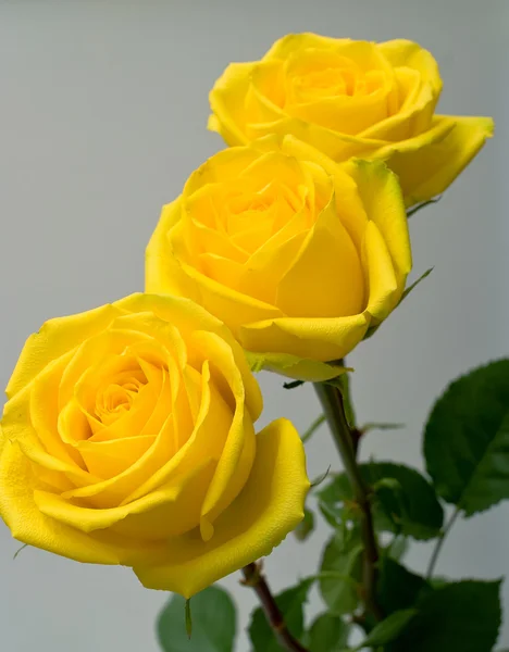Žluté růže — Stock fotografie