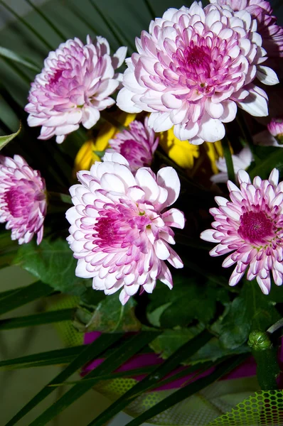 Birkaç çiçek — Stok fotoğraf