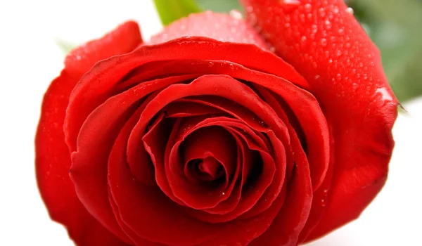 Rosa vermelha molhada — Fotografia de Stock