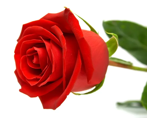 Rosa vermelha com folhas verdes — Fotografia de Stock