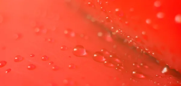 Våt, rødt roseblad – stockfoto
