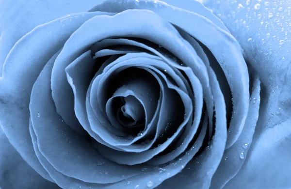 Märkä sininen ruusu — kuvapankkivalokuva
