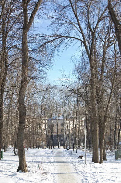 Vinter på park — Stockfoto