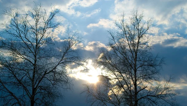 Trees against sunset sky — Stock Photo, Image