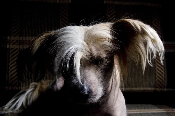 Chino cresta perro en negro — Foto de Stock