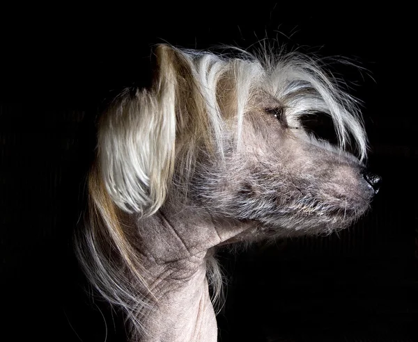 stock image Chinese Crested Dog