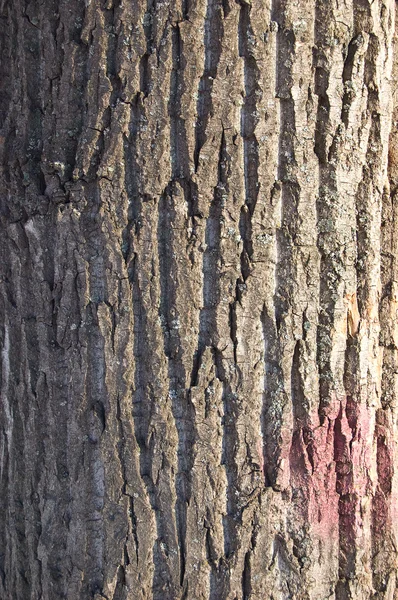 나무의 껍질의 질감 — 스톡 사진