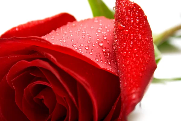 Мокрая красная роза с зелеными листьями — стоковое фото