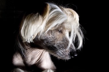 Chinese Crested Dog clipart