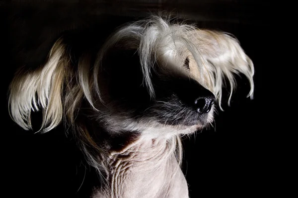 Çince Tepeli Köpek — Stok fotoğraf