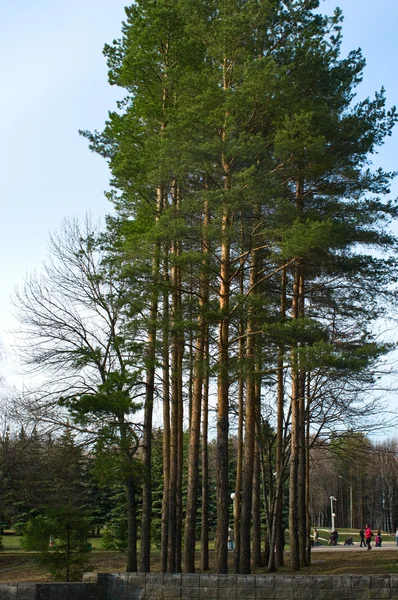 Pines, szemben a kék ég — Stock Fotó