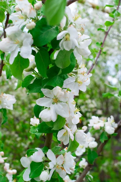 çiçek açması appletree