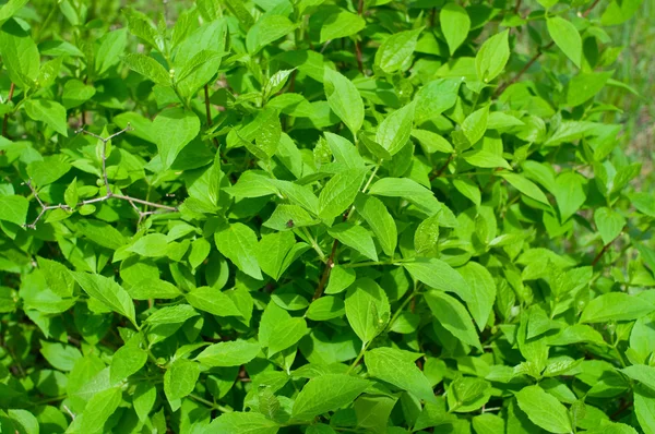 Grüne Blätter eines Busches — Stockfoto
