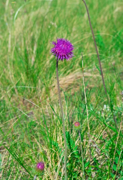 Květ bodláku proti zelené trávy — Stock fotografie
