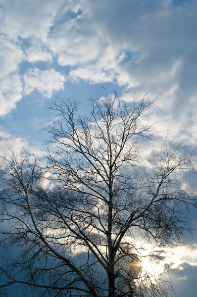 Tree against sunset — Stock Photo, Image