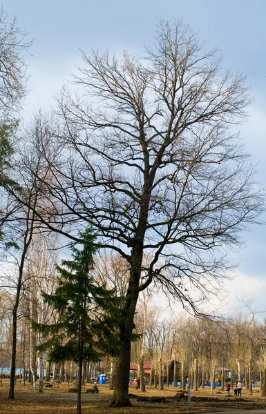 Puut vanhassa puistossa — kuvapankkivalokuva